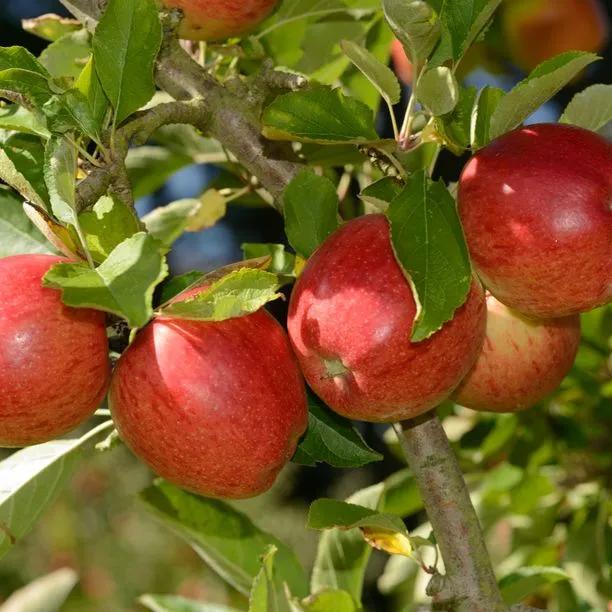Apple tree Braeburn (Malus domestica) 1